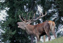Fotografare il Parco dello Stelvio