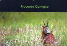 Caprioli al telescopio con Swarovski