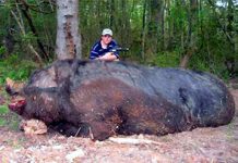 Il cinghiale da Guinness