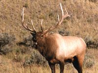 Progetti a sostegno degli habitat in Usa