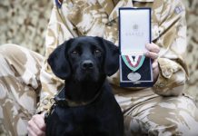 Treo, cane inglese ed eroe di guerra