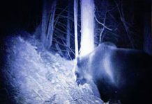 L’orso bruno in provincia di Udine