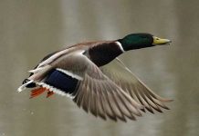 Convegno sulle zone umide a Garlasco