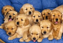 Novità nell’aria sugli animali d’affezione