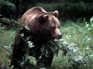 Galan: “Task force per l’orso, ma niente armi”