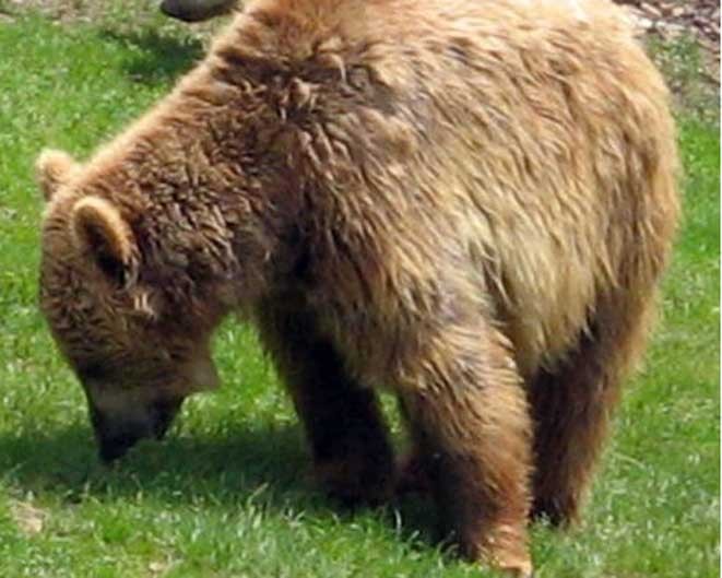 orso_dino