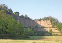 Cinghiale corrente nella città del tufo