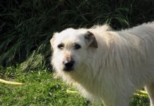 Animalisti: veri reati o bufale?