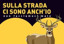 Torino sensibilizza gli automobilisti sugli ungulati