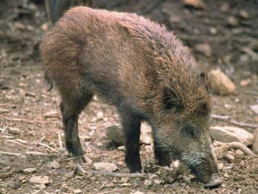 cinghiale530
