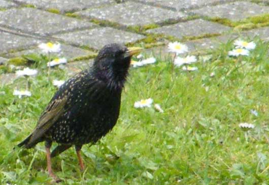 sturnus