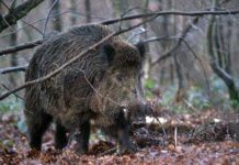 Controlli sanitari sui cinghiali Sardi: le linee guida