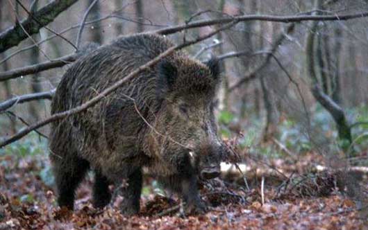 cinghiale