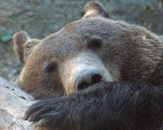 orso_marsicano_101