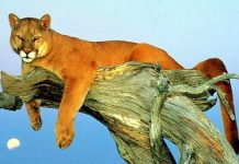 Il puma orientale americano è ufficialmente estinto