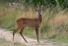 La giornata della prevenzione incidenti da fauna selvatica