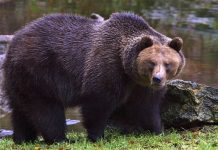 Il Veneto stanzia fondi per i danni da grandi carnivori