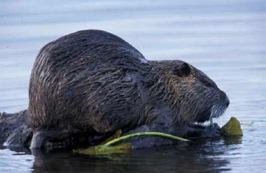 nutria