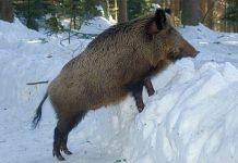 Prosegue la sperimentazione sul cinghiale in Lessinia