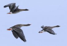 Federcaccia vuole ampliare l’elenco delle specie cacciabili