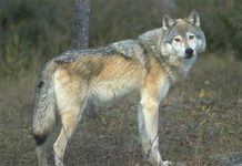 Caccia in deroga al lupo, la Ue frena