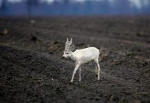 Il capriolo albino delle Dolomiti