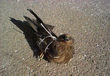 Un cacciatore salva il rapace