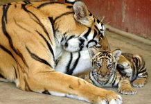In India, apre la caccia al bracconiere