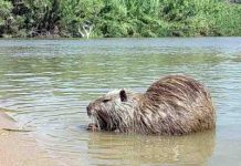 Follia nutrie a Parma