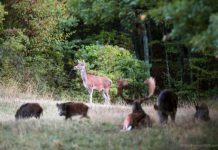 Che incontro di animali!