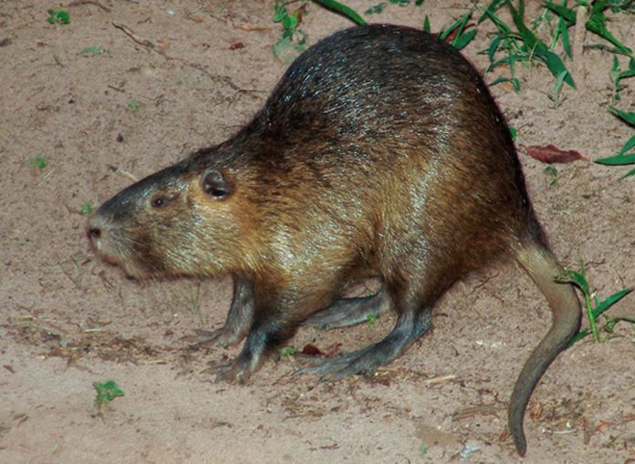 Nutria