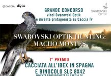 Il super-concorso Swarovski