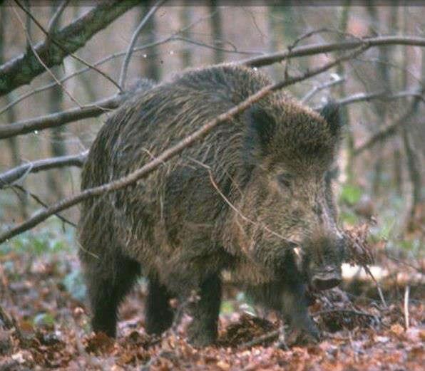 cinghiale