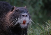 Nutrie responsabili dello straripamento del Secchia