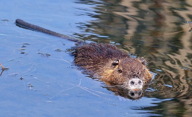 Nutria
