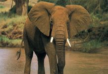 Gli Usa sbarrano le frontiere ai trofei di elefante