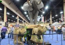 La convention del Safari club – Video