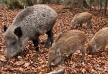 La provincia di Genova venderà la carne dei cinghiali