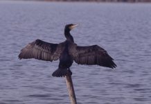 Caccia al cormorano nel Bellunese