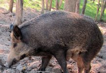 Cia e Arcicaccia unite contro i danni degli ungulati