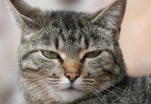 Far diventare vegani cani e gatti è maltrattamento