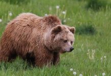 Orsa Kj1: il Cds dà ragione a Fugatti