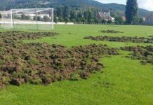 Cinghiali se la prendono col calcio