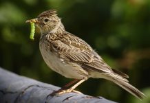 Salta la caccia ad alcune specie in Piemonte