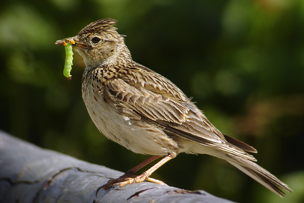 salta-la-caccia-ad-alcune-specie-in-piemonte_1