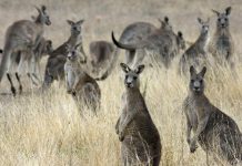 La ricetta anti-armi australiana? Non funziona!
