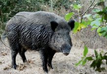 Coldiretti: oltre un milione di cinghiali