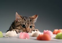 Il gatto è la minaccia più letale per la piccola fauna