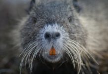 Oltre 3.000 specie aliene in Italia