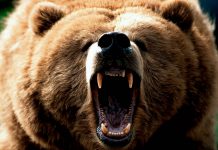 Il grizzly non è più a rischio?